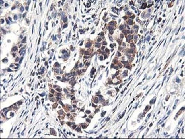 Heme oxygenase 2 Antibody in Immunohistochemistry (Paraffin) (IHC (P))