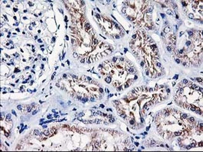 Heme oxygenase 2 Antibody in Immunohistochemistry (Paraffin) (IHC (P))