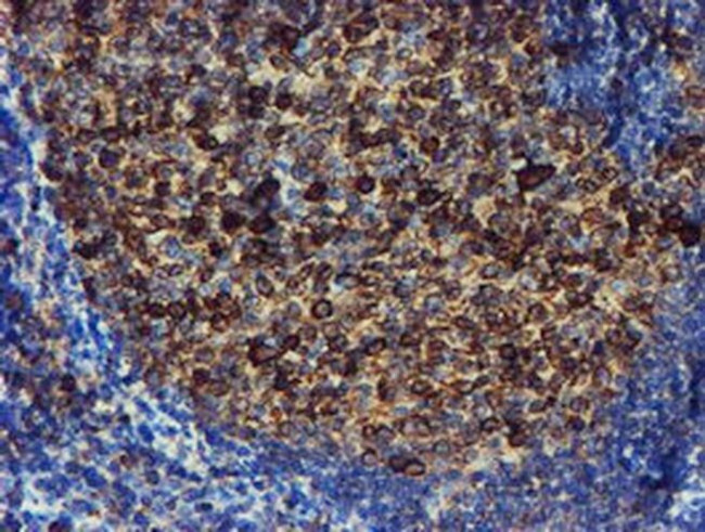 ERP72 Antibody in Immunohistochemistry (Paraffin) (IHC (P))