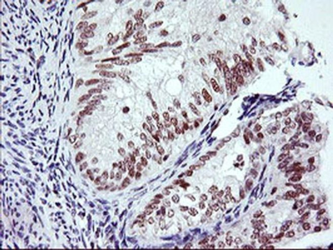 RNF113B Antibody in Immunohistochemistry (Paraffin) (IHC (P))