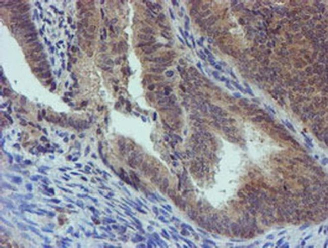 PGM3 Antibody in Immunohistochemistry (Paraffin) (IHC (P))