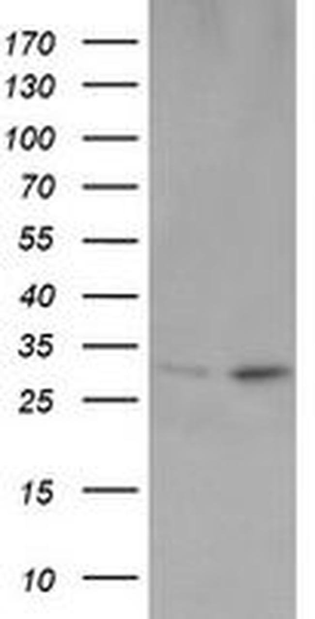 OTUB1 Antibody in Western Blot (WB)