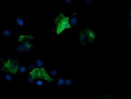 FATE1 Antibody in Immunocytochemistry (ICC/IF)