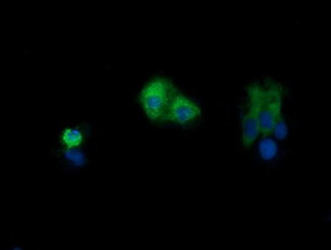 PIK3CG Antibody in Immunocytochemistry (ICC/IF)