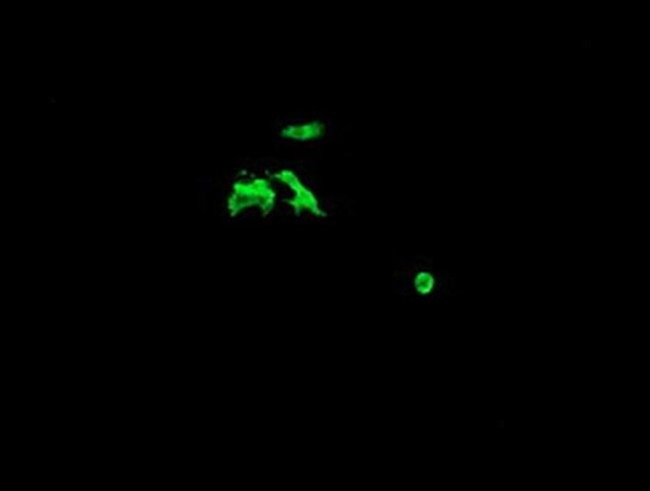 CATIP Antibody in Immunocytochemistry (ICC/IF)