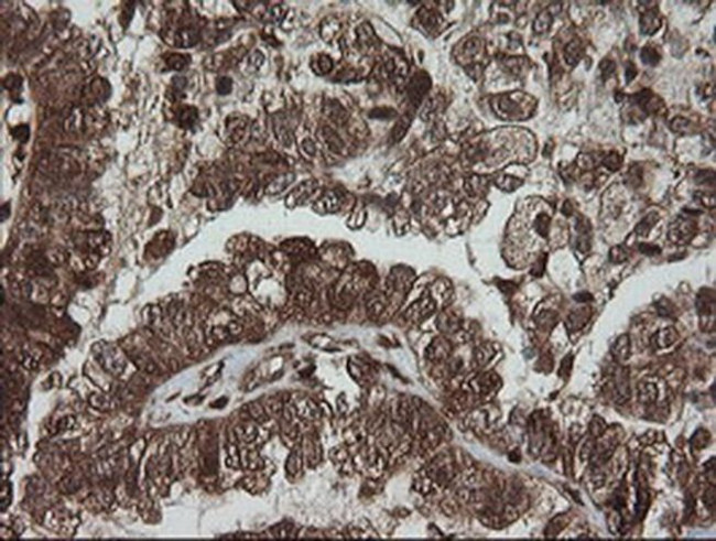 PGD Antibody in Immunohistochemistry (Paraffin) (IHC (P))