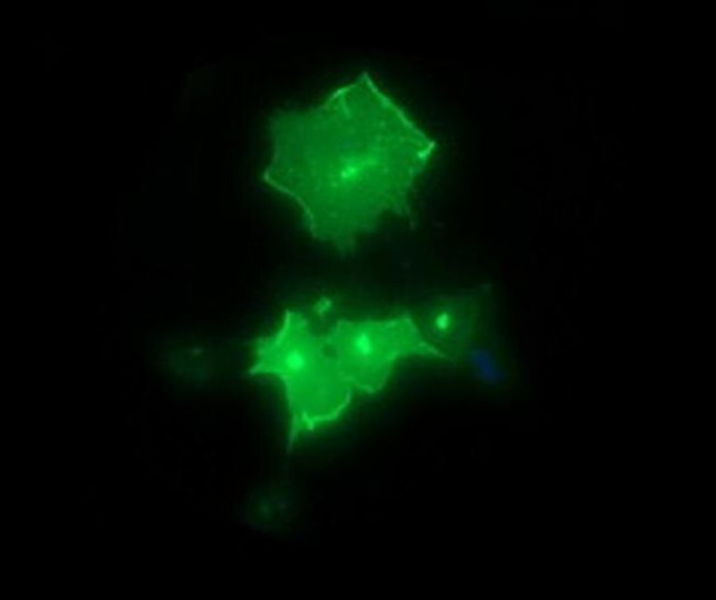 Synaptotagmin 4 Antibody in Immunocytochemistry (ICC/IF)