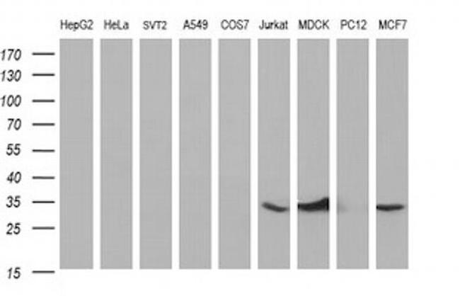 TMX Antibody in Western Blot (WB)