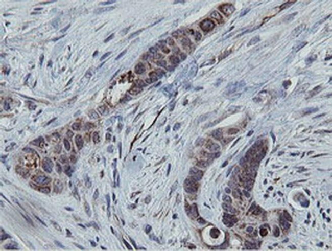 MRPS27 Antibody in Immunohistochemistry (Paraffin) (IHC (P))