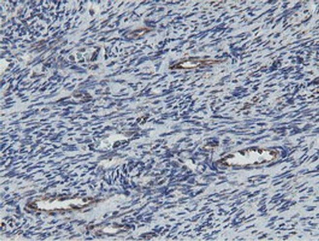 MRPS27 Antibody in Immunohistochemistry (Paraffin) (IHC (P))