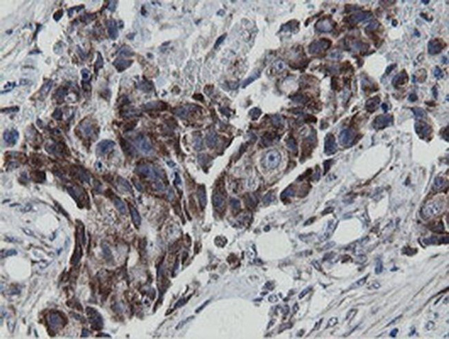 MRPS27 Antibody in Immunohistochemistry (Paraffin) (IHC (P))