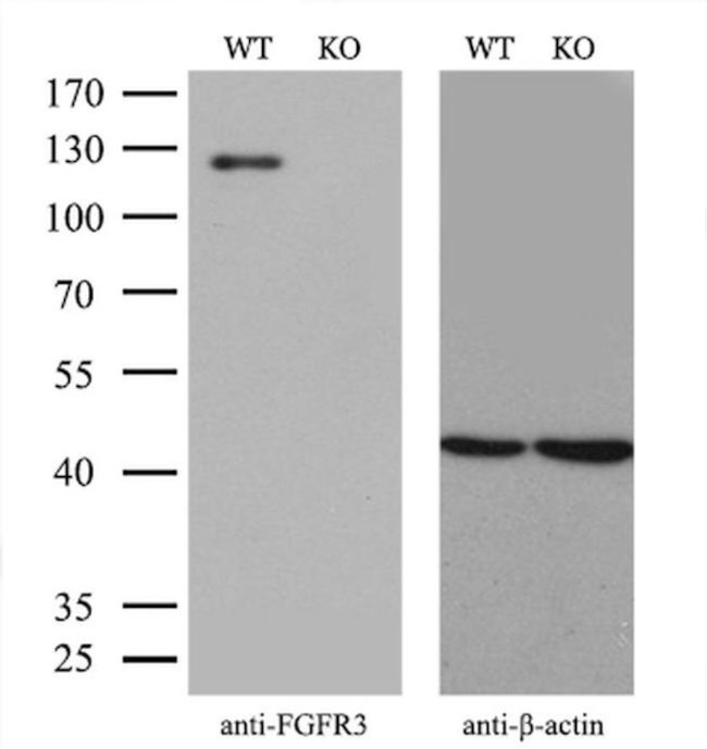 FGFR3 Antibody