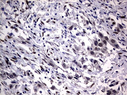 Macro H2A.2 Antibody in Immunohistochemistry (Paraffin) (IHC (P))