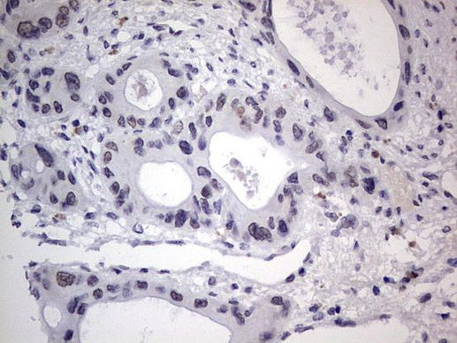 RTRAF Antibody in Immunohistochemistry (Paraffin) (IHC (P))