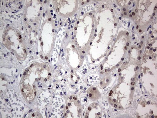 RTRAF Antibody in Immunohistochemistry (Paraffin) (IHC (P))