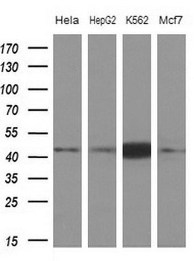 NUP43 Antibody in Western Blot (WB)