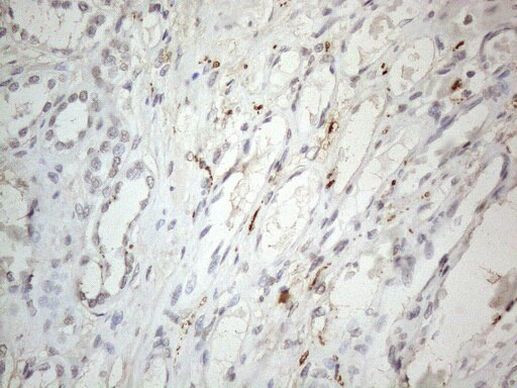 HIST1H2BA Antibody in Immunohistochemistry (Paraffin) (IHC (P))