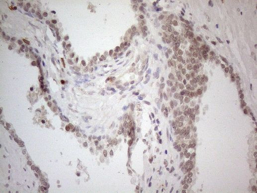 betatrophin Antibody in Immunohistochemistry (Paraffin) (IHC (P))