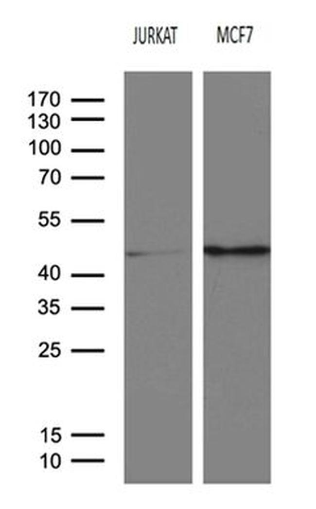 SERPINB8 Antibody in Western Blot (WB)