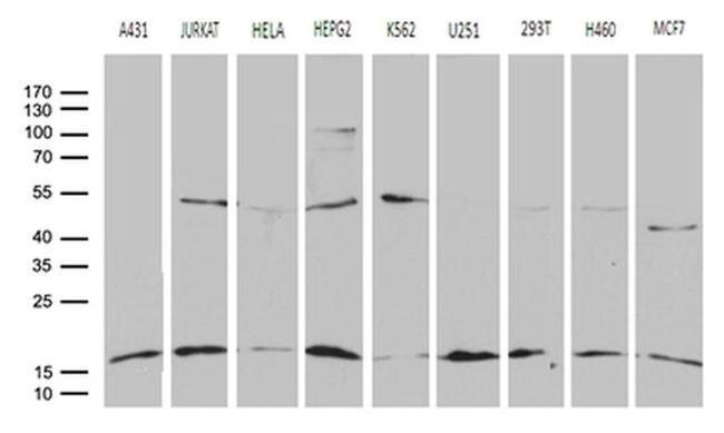 POLR2H Antibody in Western Blot (WB)