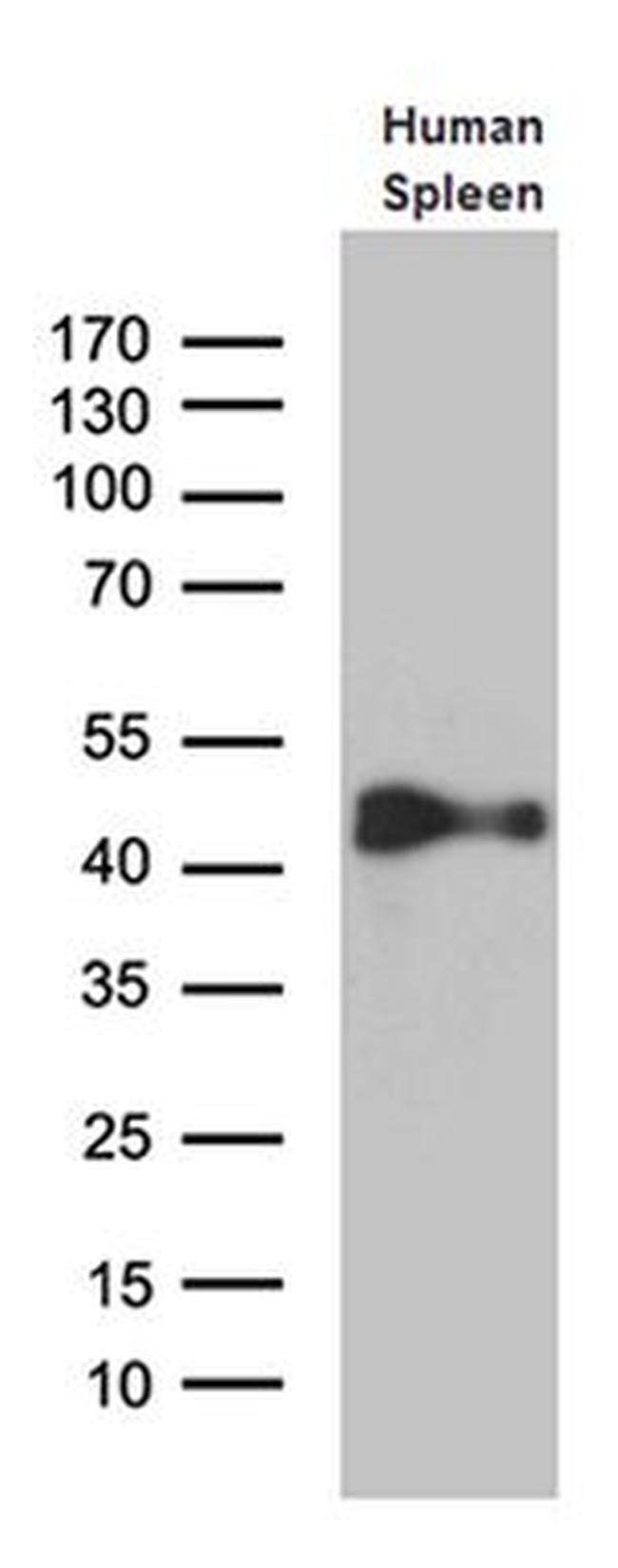 Cytohesin 4 Antibody in Western Blot (WB)