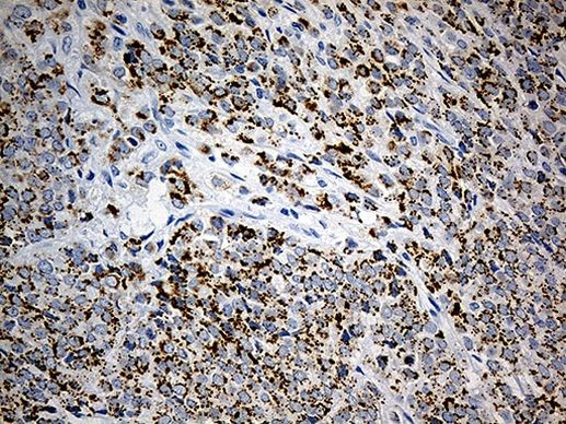 OXPAT Antibody in Immunohistochemistry (Paraffin) (IHC (P))