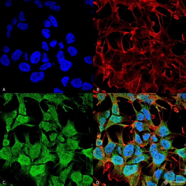 GABRA5 Antibody in Immunocytochemistry (ICC/IF)