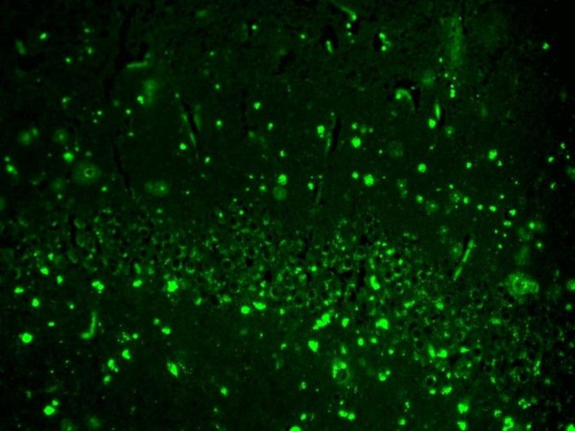 HCN2 Antibody in Immunohistochemistry (Paraffin) (IHC (P))