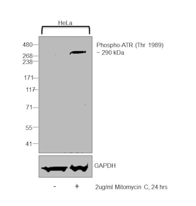 Phospho-ATR (Thr1989) Antibody in Western Blot (WB)