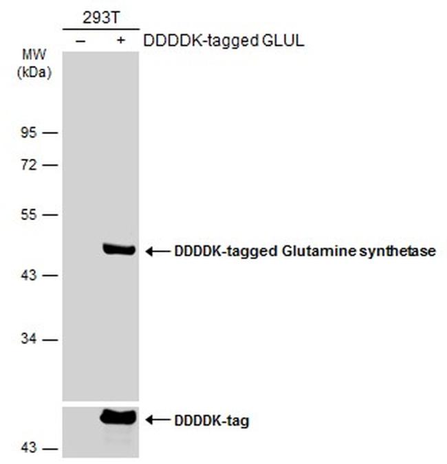 Glutamine Synthetase Antibody in Western Blot (WB)