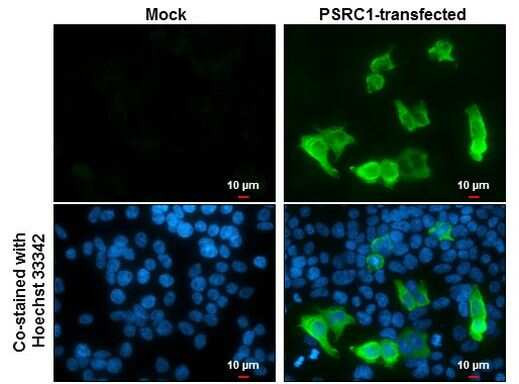 PSRC1 Antibody in Immunocytochemistry (ICC/IF)