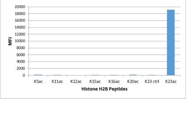 H2BK23ac Antibody in Luminex (LUM)