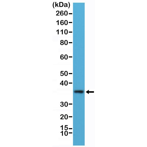 MyD88 Antibody in Western Blot (WB)