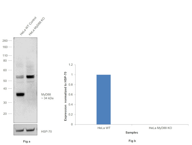 MyD88 Antibody in Western Blot (WB)