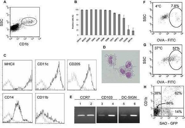 CD205 Monoclonal Antibody (CC98) (MA5-28317)