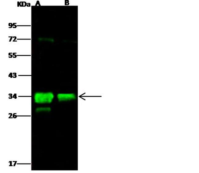 Flagellin Antibody in Western Blot (WB)