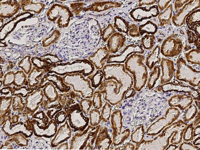 Adenylate Kinase 2 Antibody in Immunohistochemistry (Paraffin) (IHC (P))