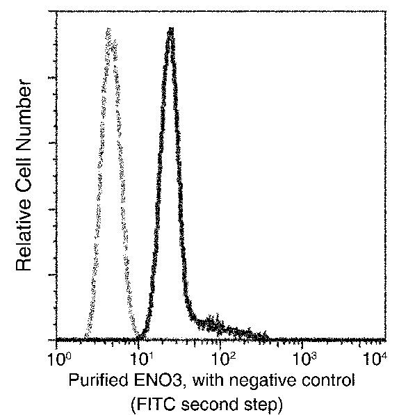 ENO3 Antibody in Flow Cytometry (Flow)