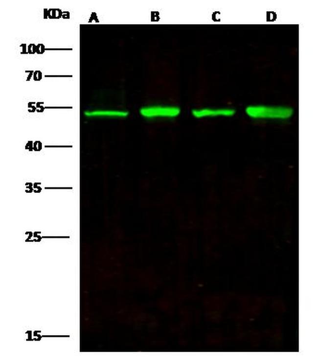 ENO3 Antibody in Western Blot (WB)