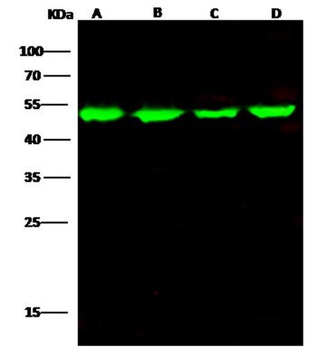 ENO3 Antibody in Western Blot (WB)