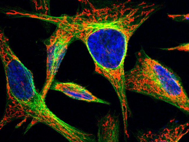 FSTL1 Antibody in Immunocytochemistry (ICC/IF)