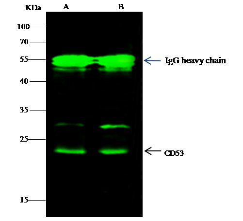 CD53 Antibody in Immunoprecipitation (IP)