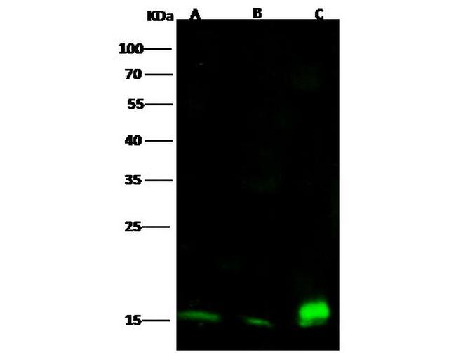 CD53 Antibody in Western Blot (WB)