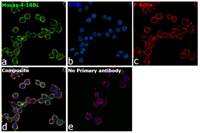 4-1BB Ligand Antibody in Immunocytochemistry (ICC/IF)