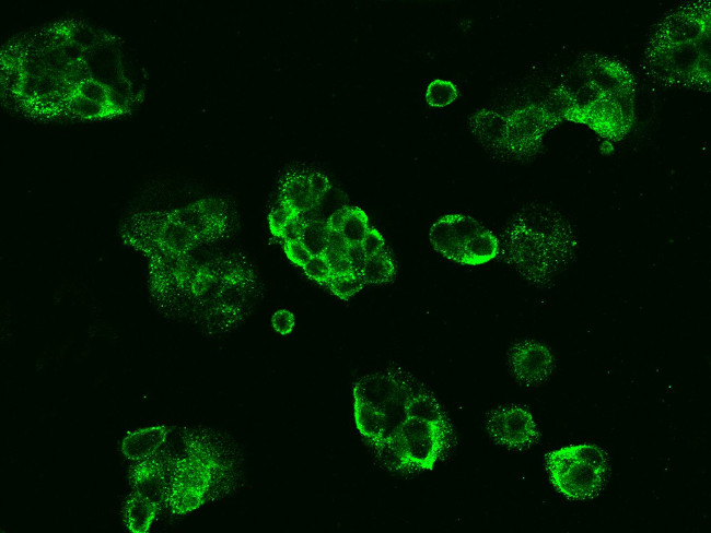 CD73 Recombinant Monoclonal Antibody (102) (MA5-31084)