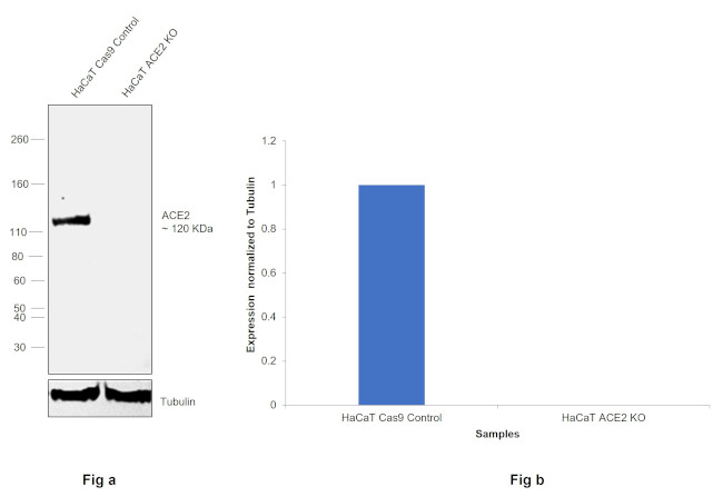 ACE2 Antibody