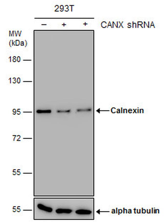 Calnexin Antibody in Western Blot (WB)