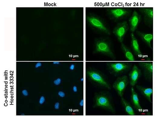 HMOX1 Antibody in Immunocytochemistry (ICC/IF)