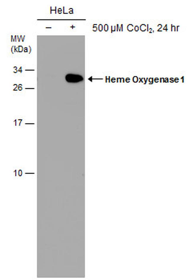 HMOX1 Antibody in Western Blot (WB)