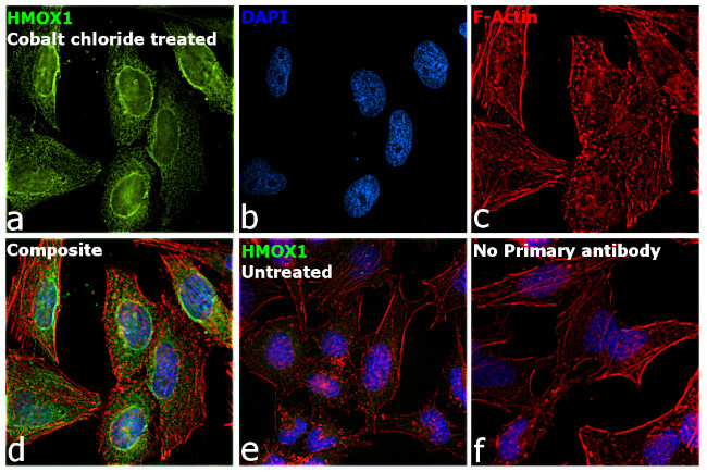 HMOX1 Antibody in Immunocytochemistry (ICC/IF)